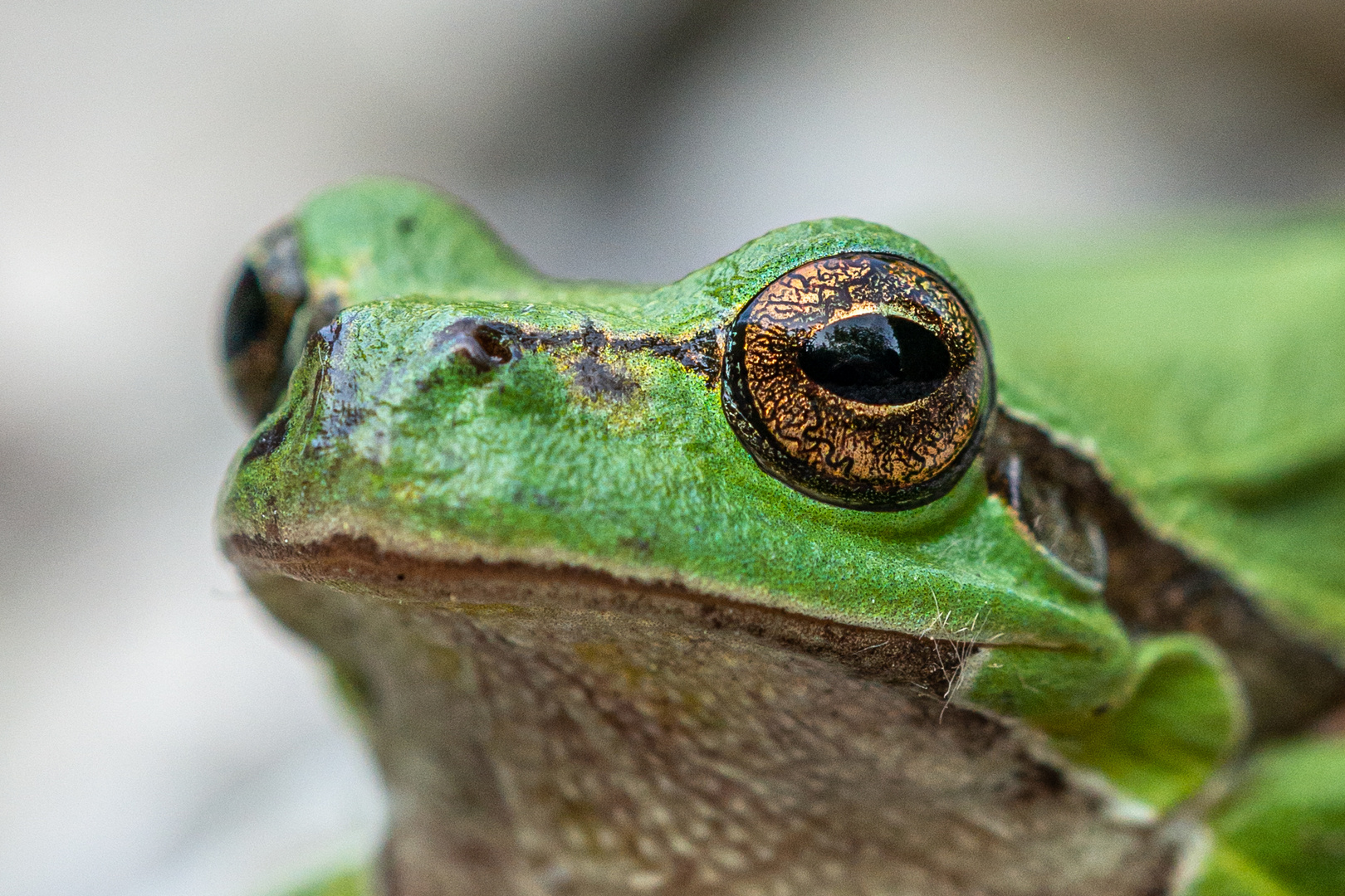 Laubfrösche haben schöne Augen Foto &amp; Bild | tiere, wildlife, amphibien ...