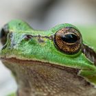 Laubfrösche haben schöne Augen