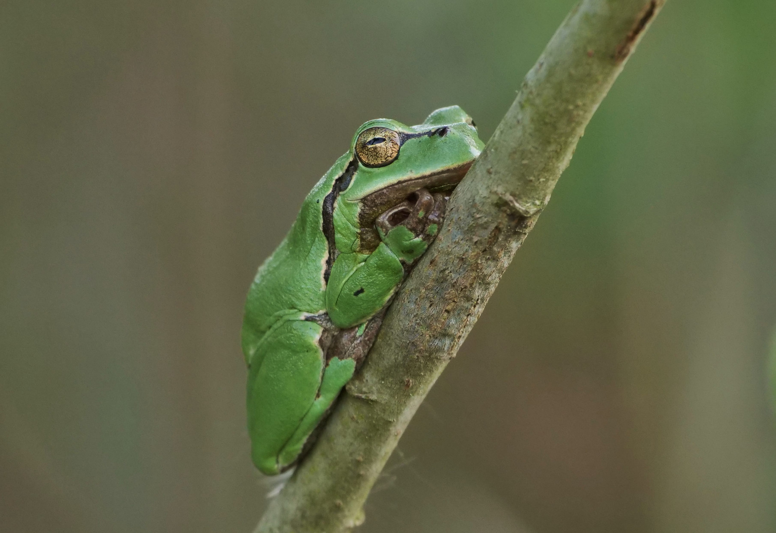 Laubfrosch