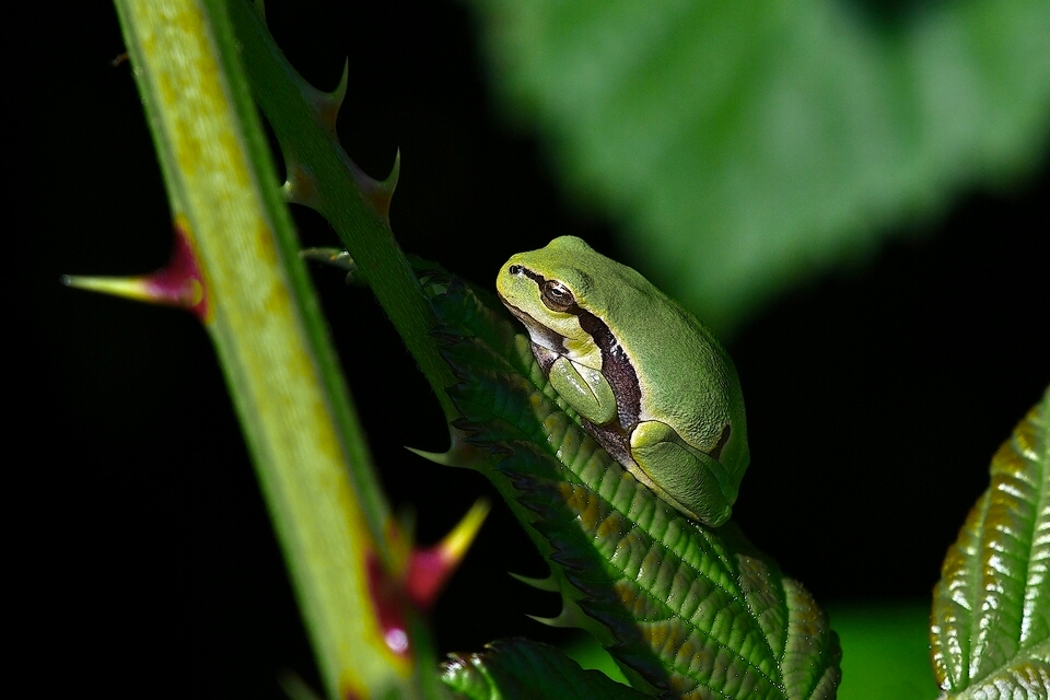 Laubfrosch