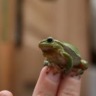 Laubfrosch