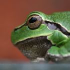 Laubfrosch 01