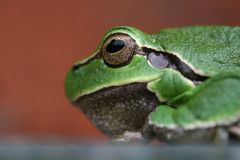 Laubfrosch 01