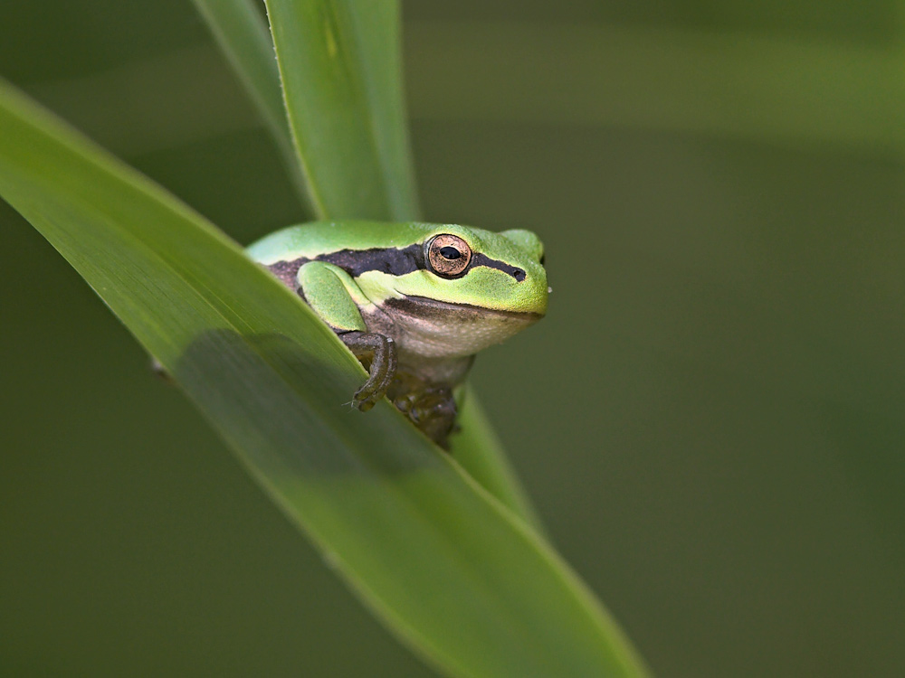 Laubfrosch