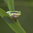 Laubfrosch