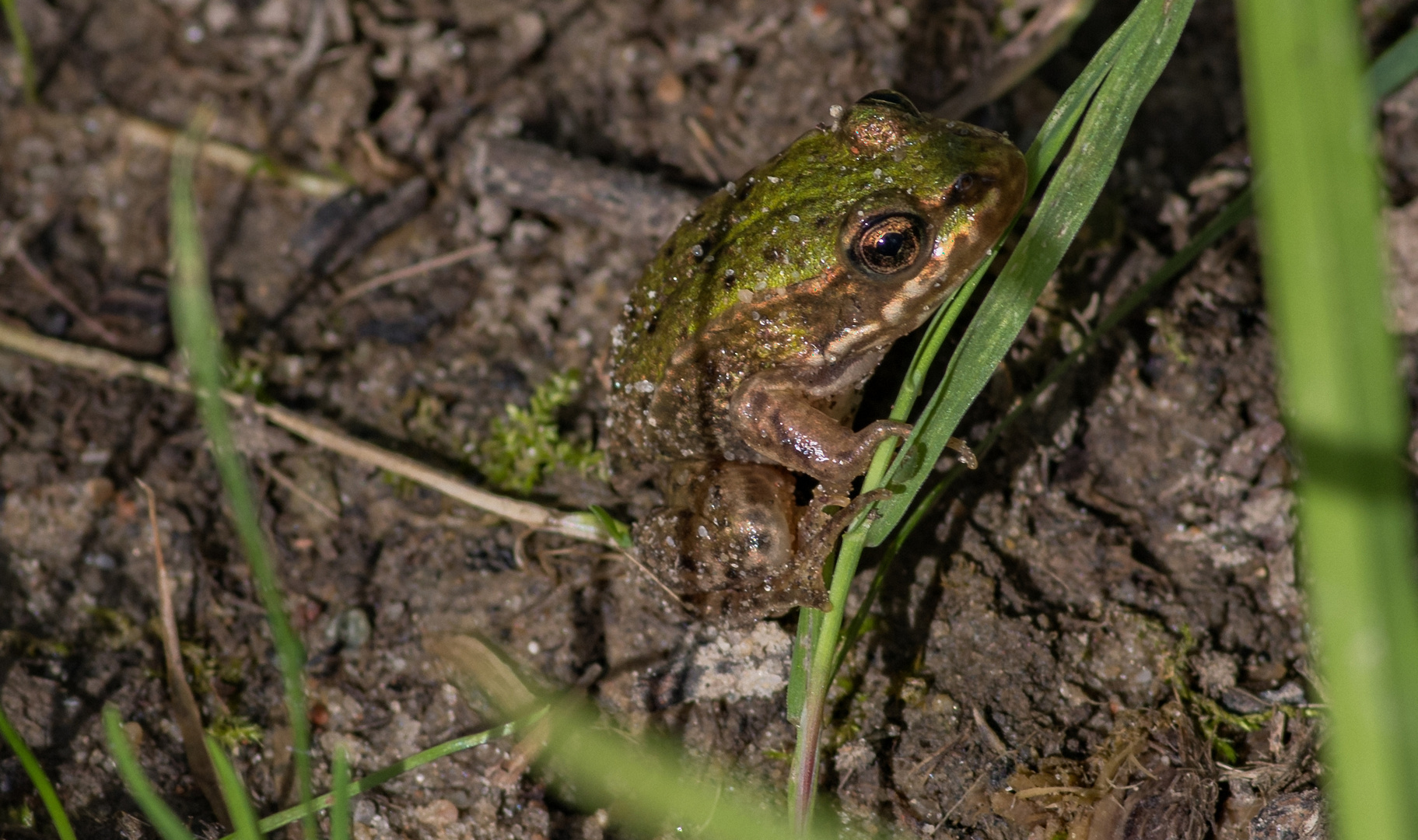 Laubfrosch