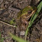 Laubfrosch