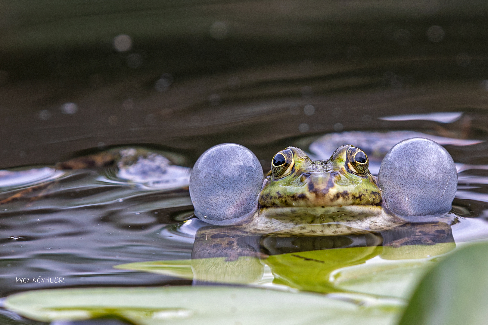 Laubfrosch