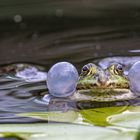 Laubfrosch