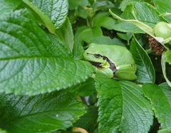 Laubfrosch