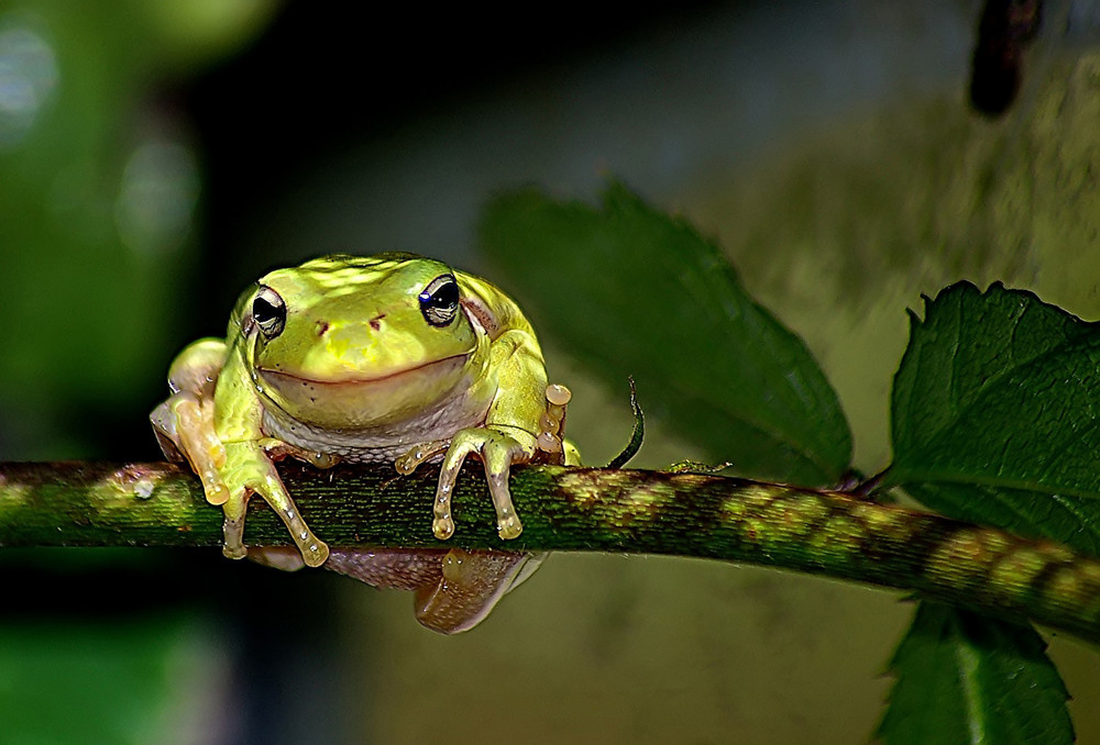 Laubfrosch