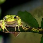 Laubfrosch