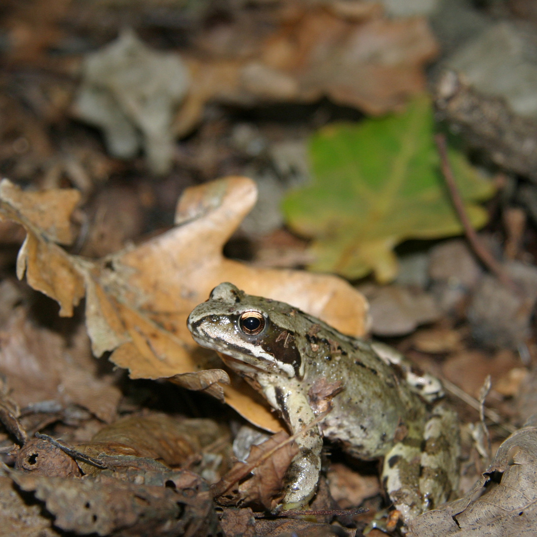 Laubfrosch