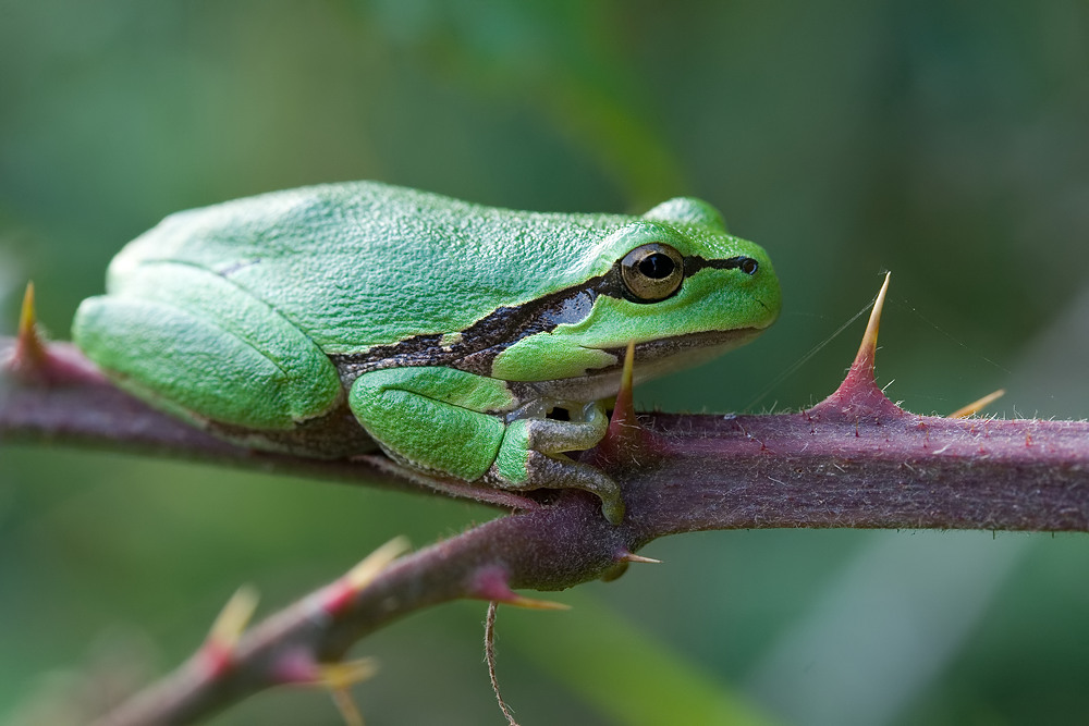 Laubfrosch