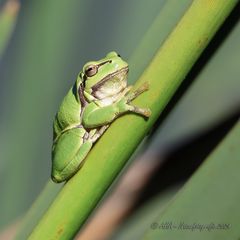 Laubfrosch