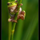 Laubfrosch