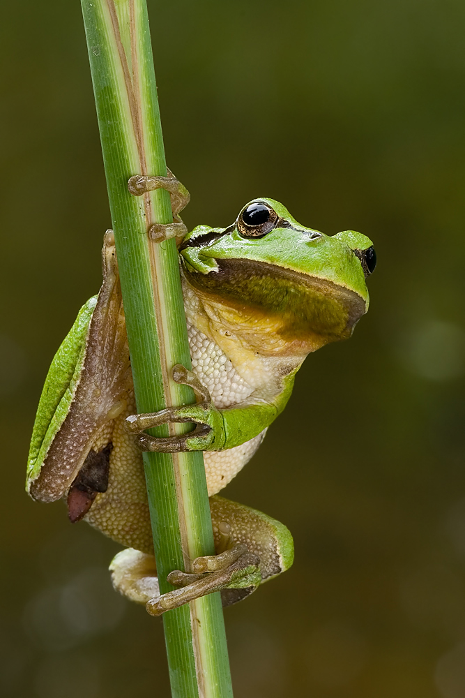 Laubfrosch