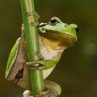 Laubfrosch