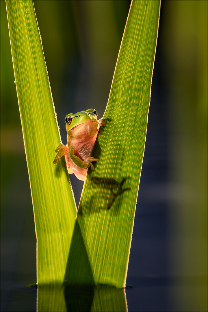 Laubfrosch 