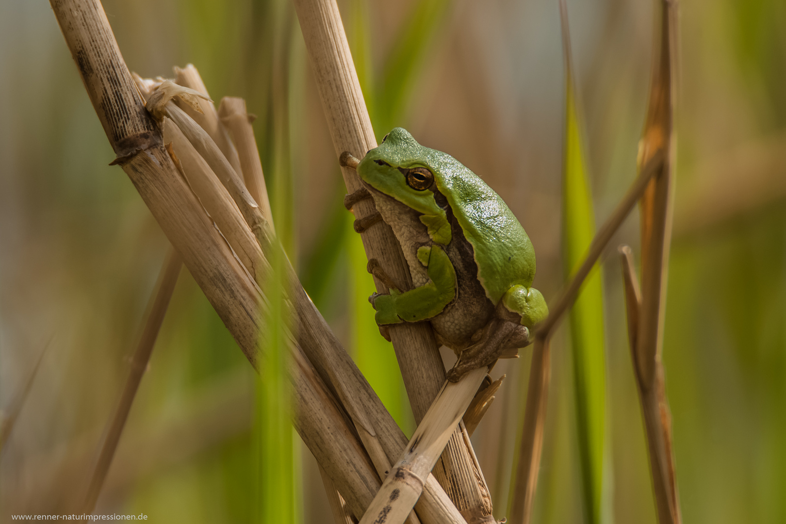 Laubfrosch