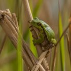 Laubfrosch