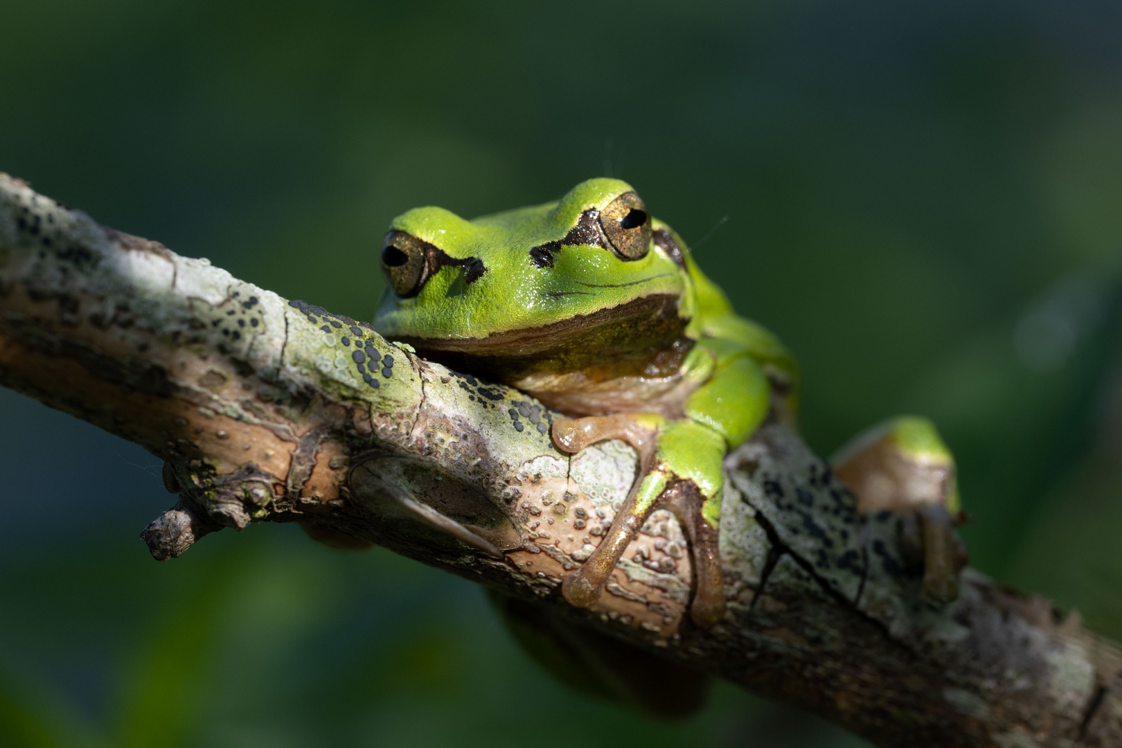 Laubfrosch