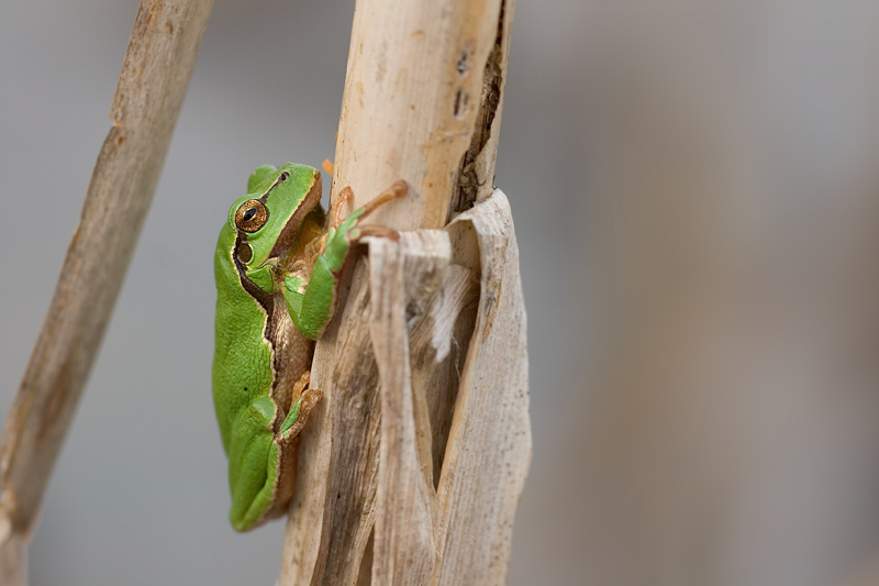 Laubfrosch