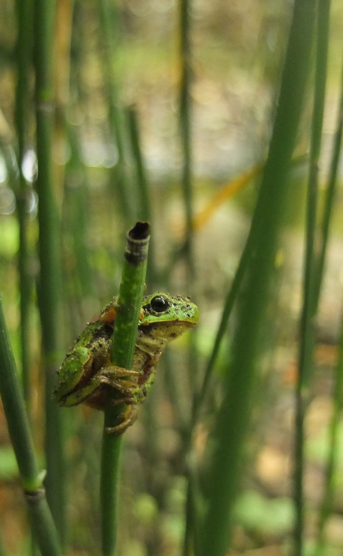 Laubfrosch 1