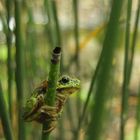 Laubfrosch 1