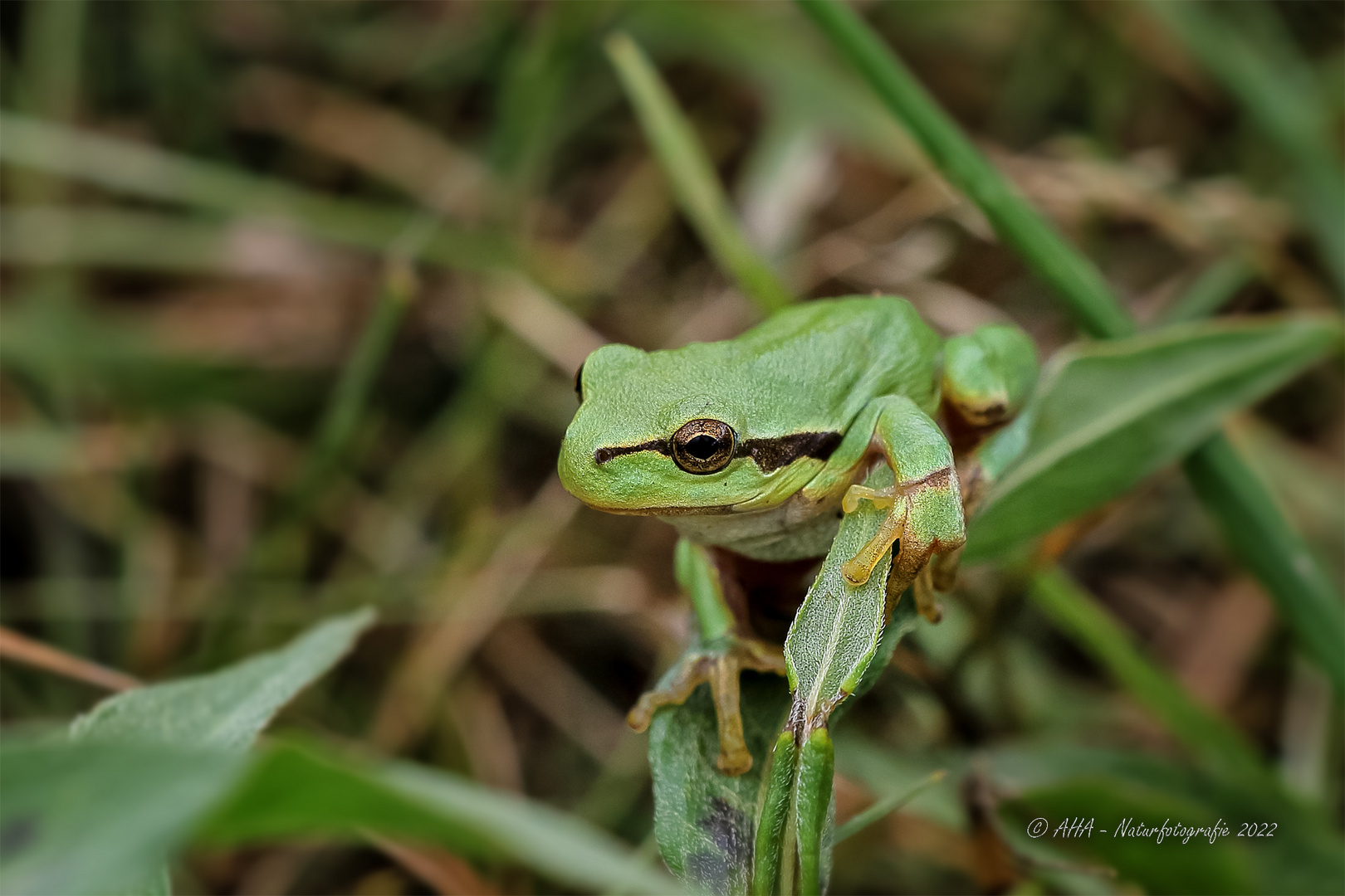 Laubfrosch - 1