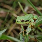 Laubfrosch - 1