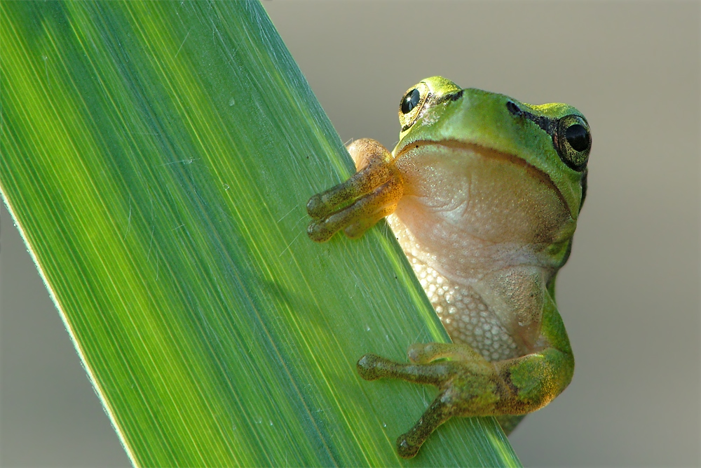 Laubfrosch 1 von Johann Brüning