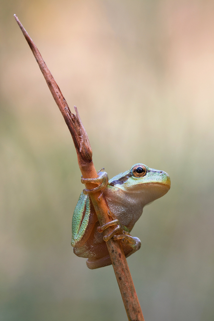 Laubfrosch 1 Kopie