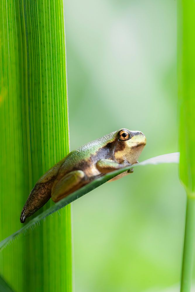 Laubfrosch