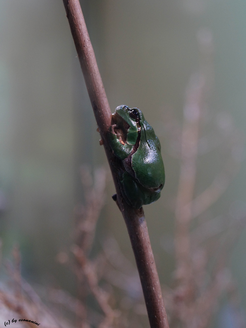 Laubfrosch