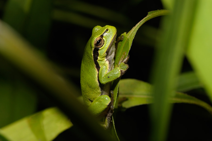 Laubfrosch