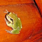 Laubfrosch