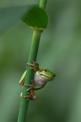 Laubfrosch