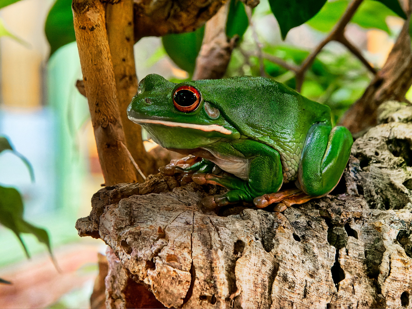 Laubfrosch 