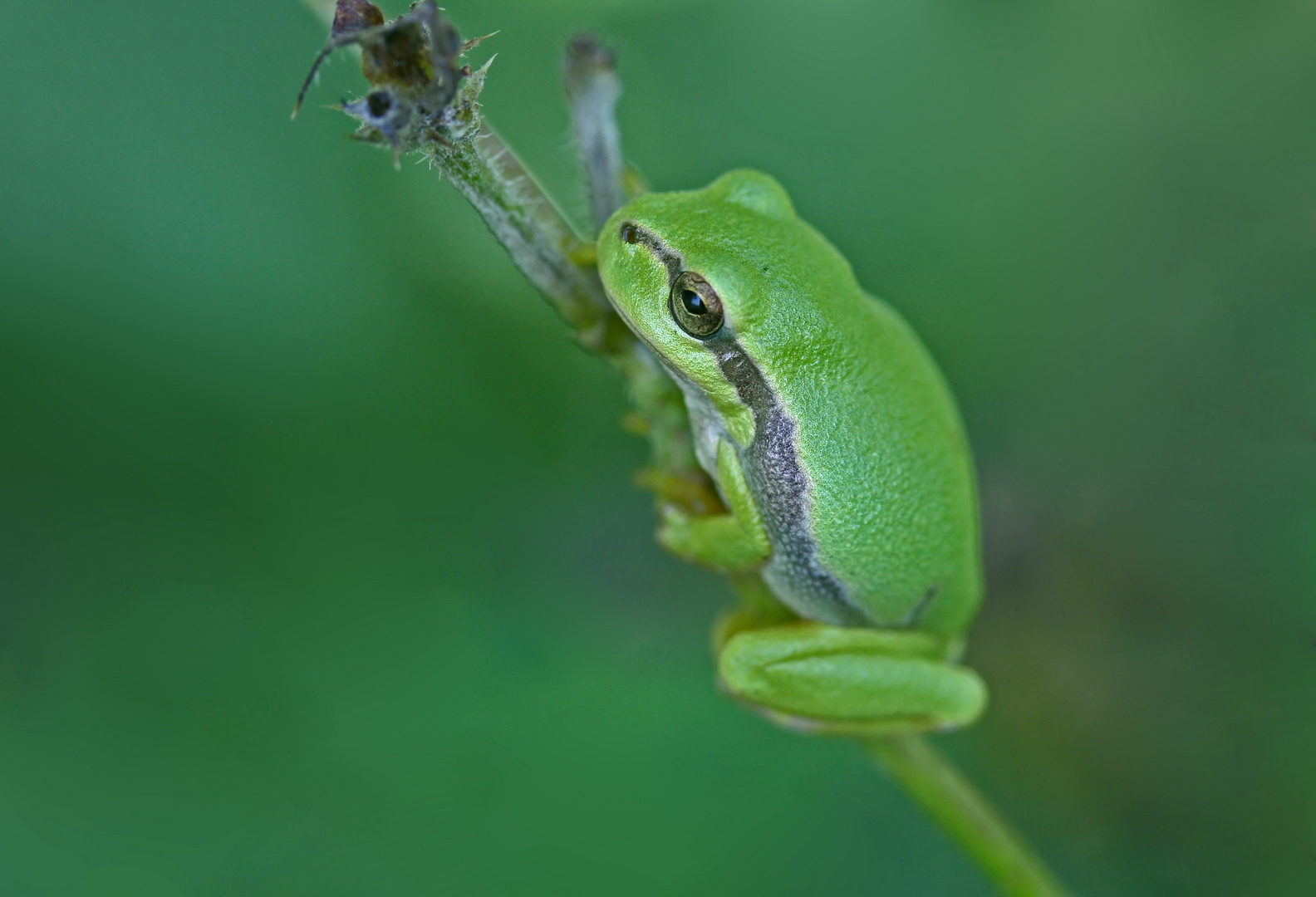 Laubfrosch