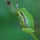 Laubfrosch