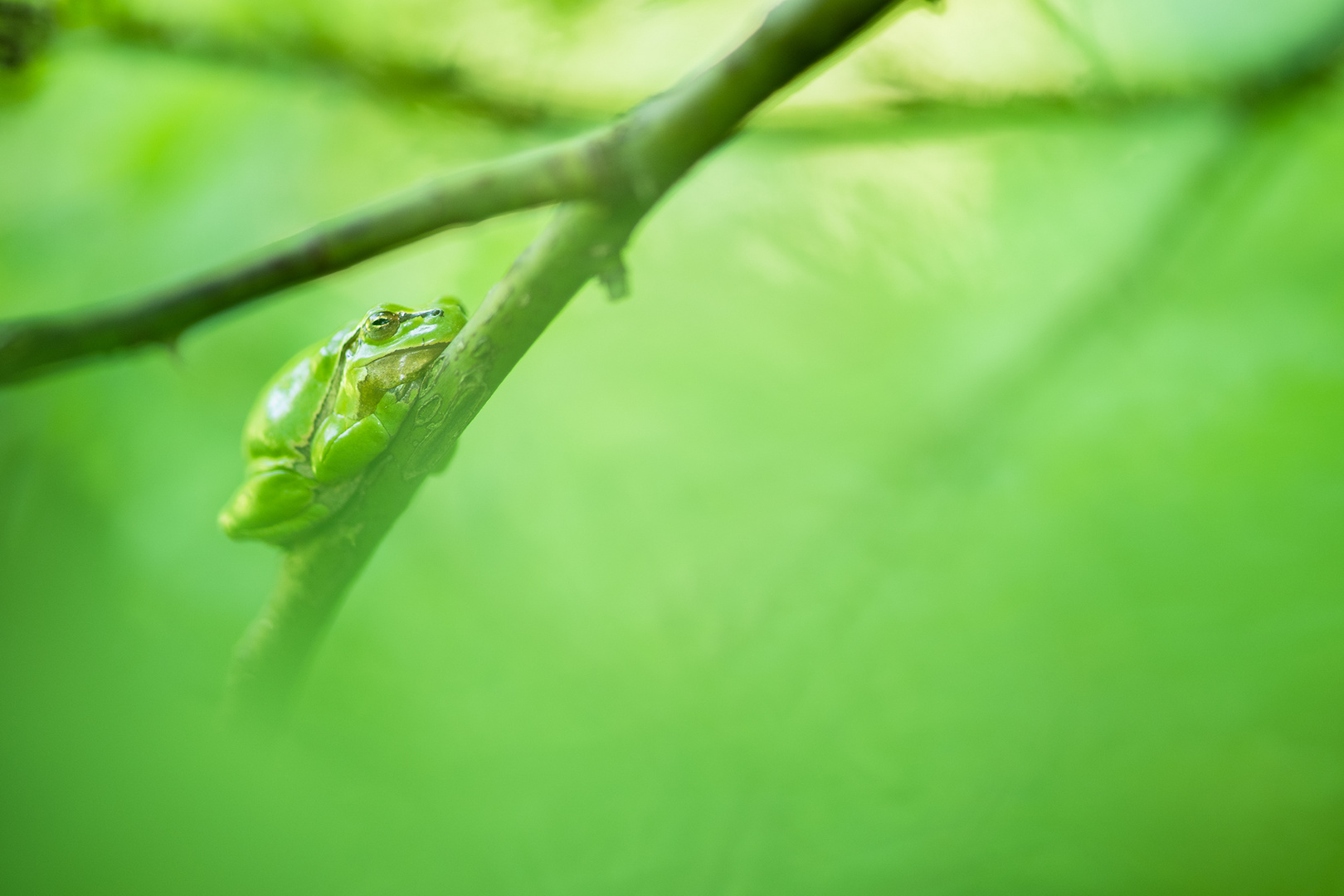 Laubfrosch