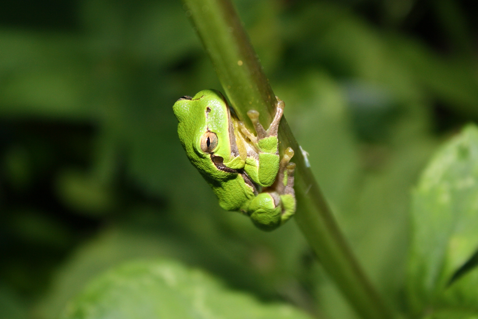 Laubfrosch