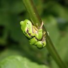 Laubfrosch