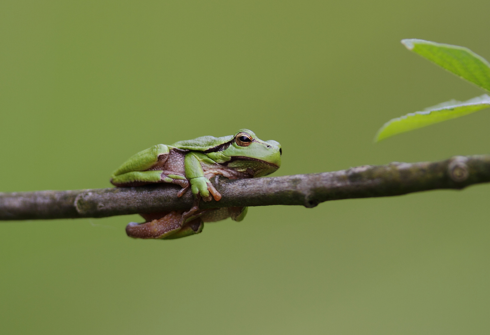 Laubfrosch