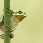 Laubfrosch