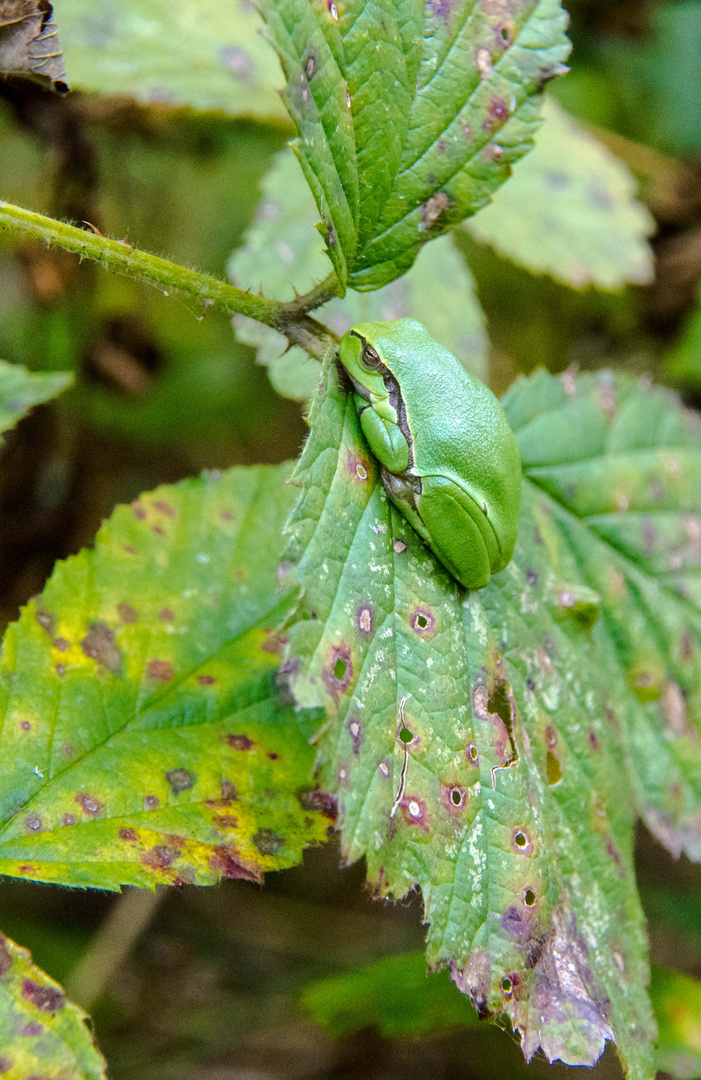 Laubfrosch 2