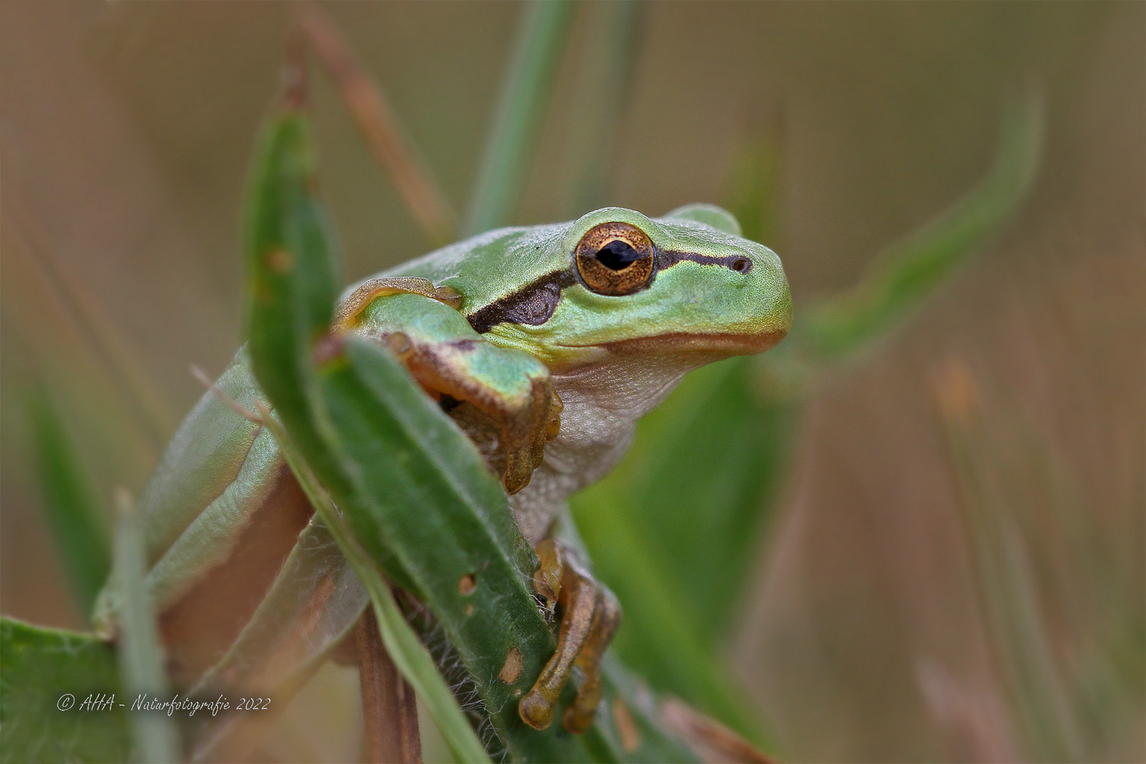 Laubfrosch - 2