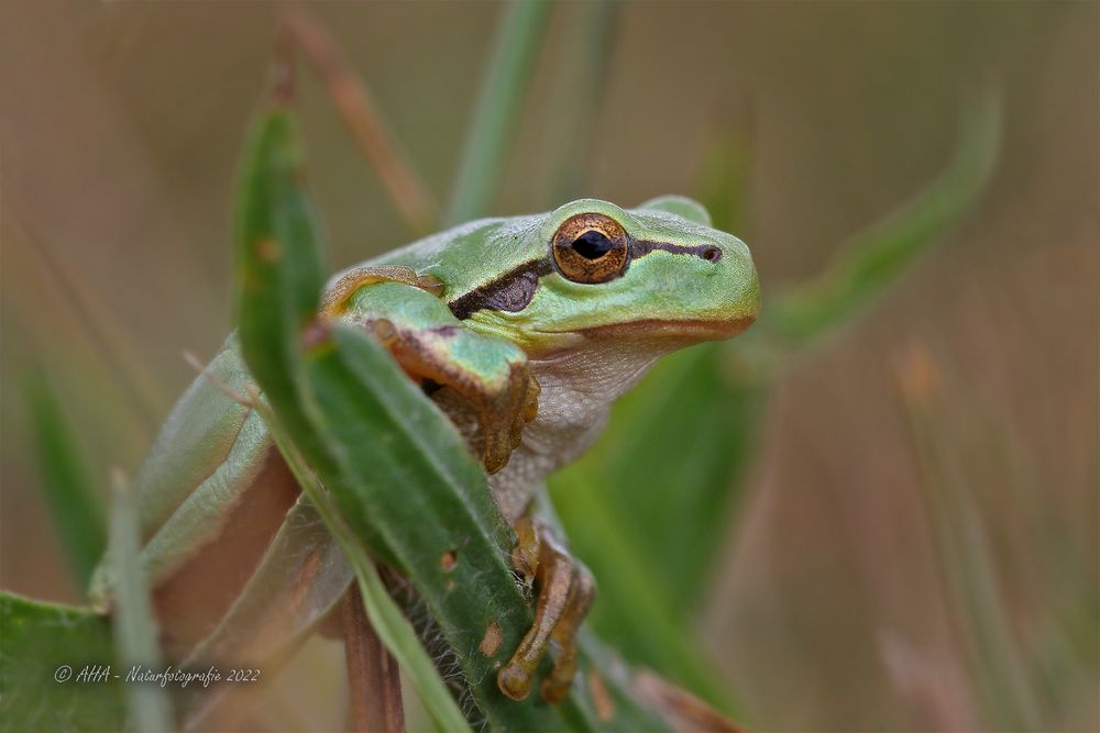 Laubfrosch - 2