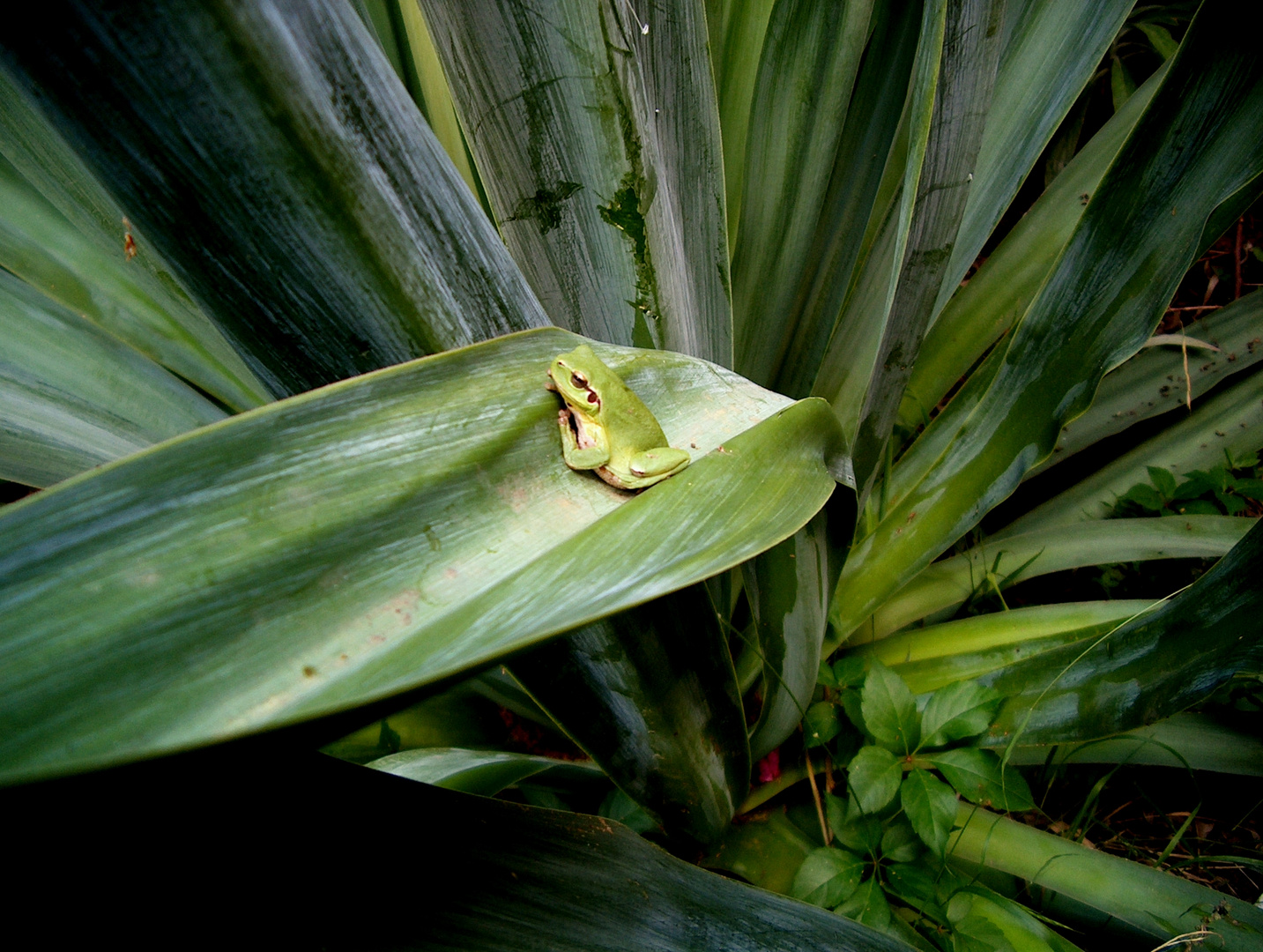 Laubfrosch 2